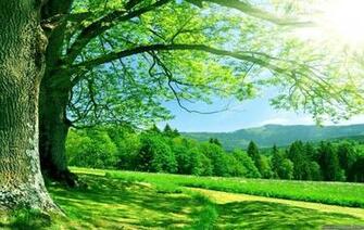 Summer Nature Wallpaper 4k Ultra HD