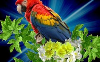 Macaw Parrot Bird Tropical Wallpaper