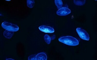 Jellyfish Blue Wallpaper