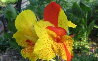 Exotic Flowers Wallpaper