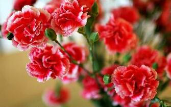 Carnation Wallpaper