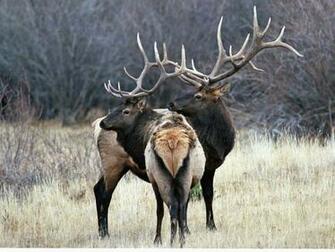 Bull Elk Fighting Wallpaper Ing