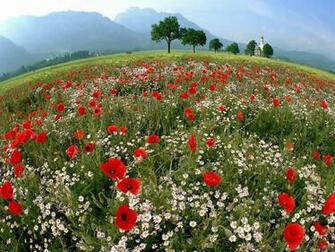 Spring Image For Desktop Wallpaper HD