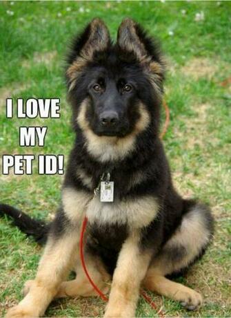 Popular Tags For This Image Include Wow Baby Cute Dog And Eyes