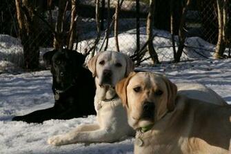Labrador Retriever Wallpaper