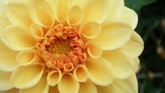 Dahlia Desktop Wallpaper Wallpapercraft