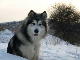 Gallery For Gt Alaskan Malamute In Snow