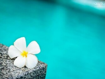 Sweet Plumeria Wallpaper
