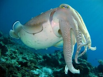 Cuttlefish Wallpaper Daily Background
