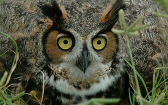 Owl Desktop Wallpaper