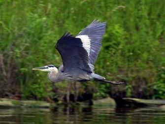 Heron Wallpaper