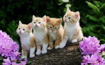 Cute Animal Wallpaper For Computer Image