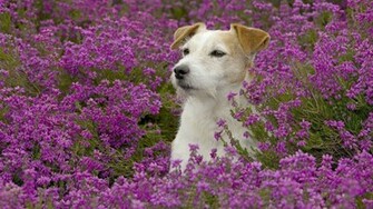 Jack Russell Terrier Wallpaper