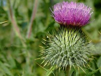 Thistles Desktop Background Wallpaper
