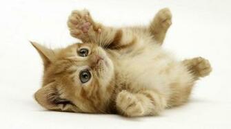 Cute Pets Wallpaper