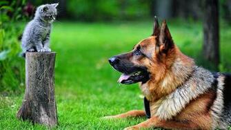 Dog Kittens German Shepherd Animals Cat Tree Stump Wallpaper