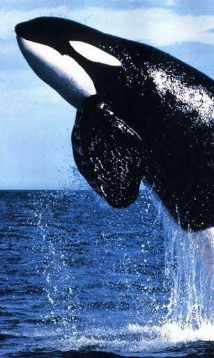 Bigger Whale Killer Wallpaper For Android Screenshot