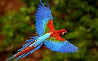 It S HD Animals Funny Wallpaper Amazing