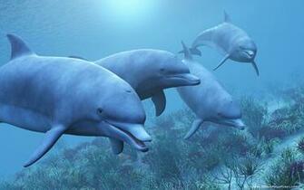 Dolphin Wallpaper HD Image Live Hq