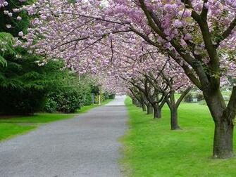 Background High Resolution Wallpaper HD Spring