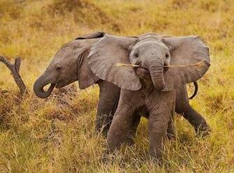 Cute Baby Elephant Pictures