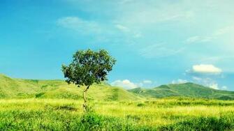 The Lonely Tree Wallpaper