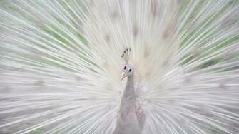 Beautiful Dancing Peacock HD Wallpaper Birds