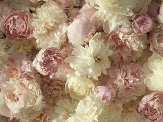 Rossyp Wallpaper White Peonies Flowers 3d For Desktop