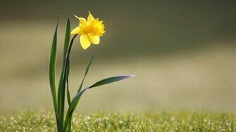 Beautiful Daffodil Flower Leaf HD Wallpaper New