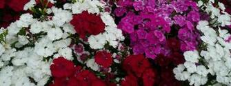 Mlewallpaper White Pink And Red Dianthus