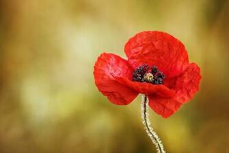 Poppy Wallpaper HD Pictures Guoguiyan