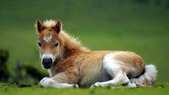 Pics Photos Horse Wallpaper Cute