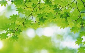 Wallpaper Green Leaves Index