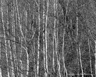 Silver Birch Woods Black And White Background Wallpaper