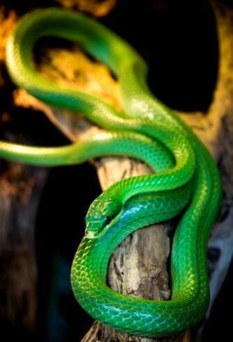 Green Mamba Wallpaper Mhytic
