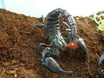 Black Scorpion HD Wallpaper