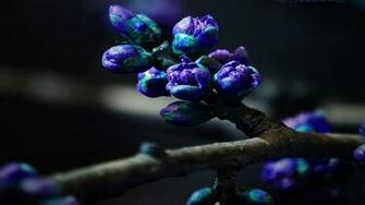 Dark Flower Wallpaper
