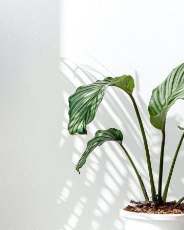 The Goodness Of God iPhone Wallpaper Plants Plant