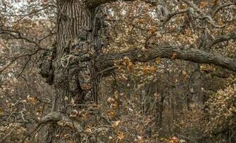 Strap In Tether Up Tree Stand Safety For Hunters Mossy Oak