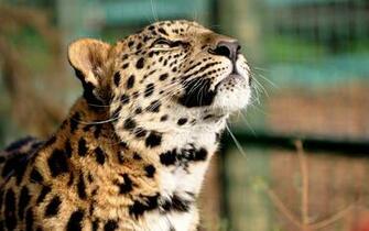 Cheetah Wild Animal HD Image New Wallpaper
