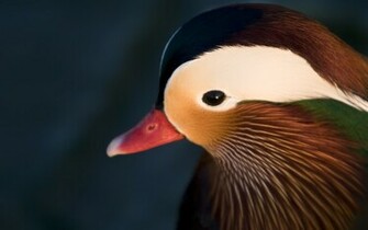 Duck Mandarin