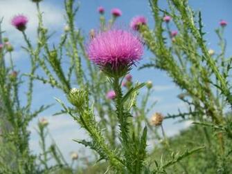 Thistle Wallpaper