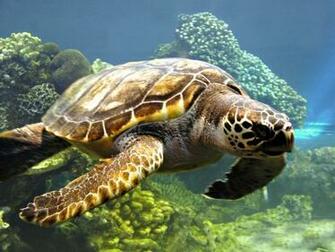 Sea Turtle Wallpaper