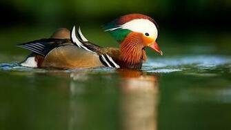 On July By Admin Comments Off Mandarin Duck HD Wallpaper