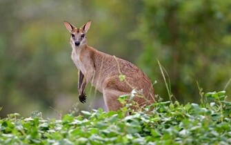 Kangaroo Wallpaper Background