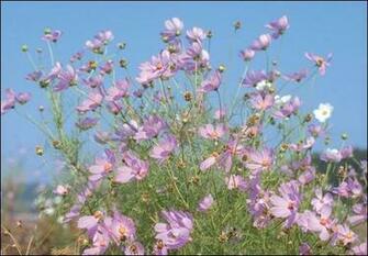 Spring Flower Wallpaper Jpg