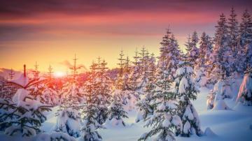 Wallpaper Pines 5k 4k 8k Snow Sunset Winter