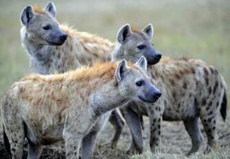 Hyena HD Wallpaper Background Image