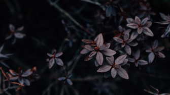 Dark Aesthetic Wallpaper 4k