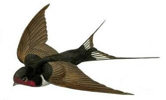 Vintage French Bird Image Flying Swallow The Graphics